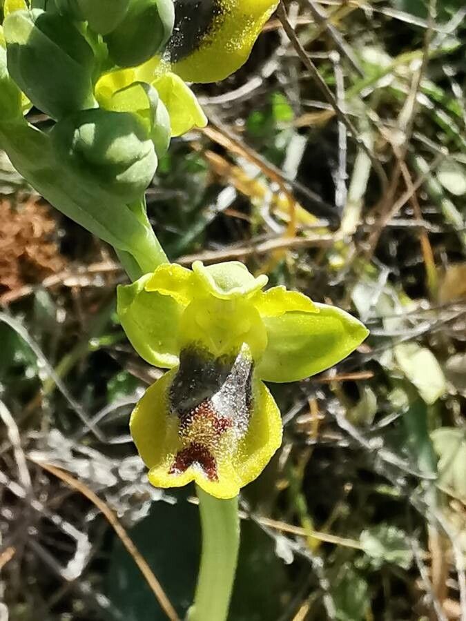 Ophrys sicula flower