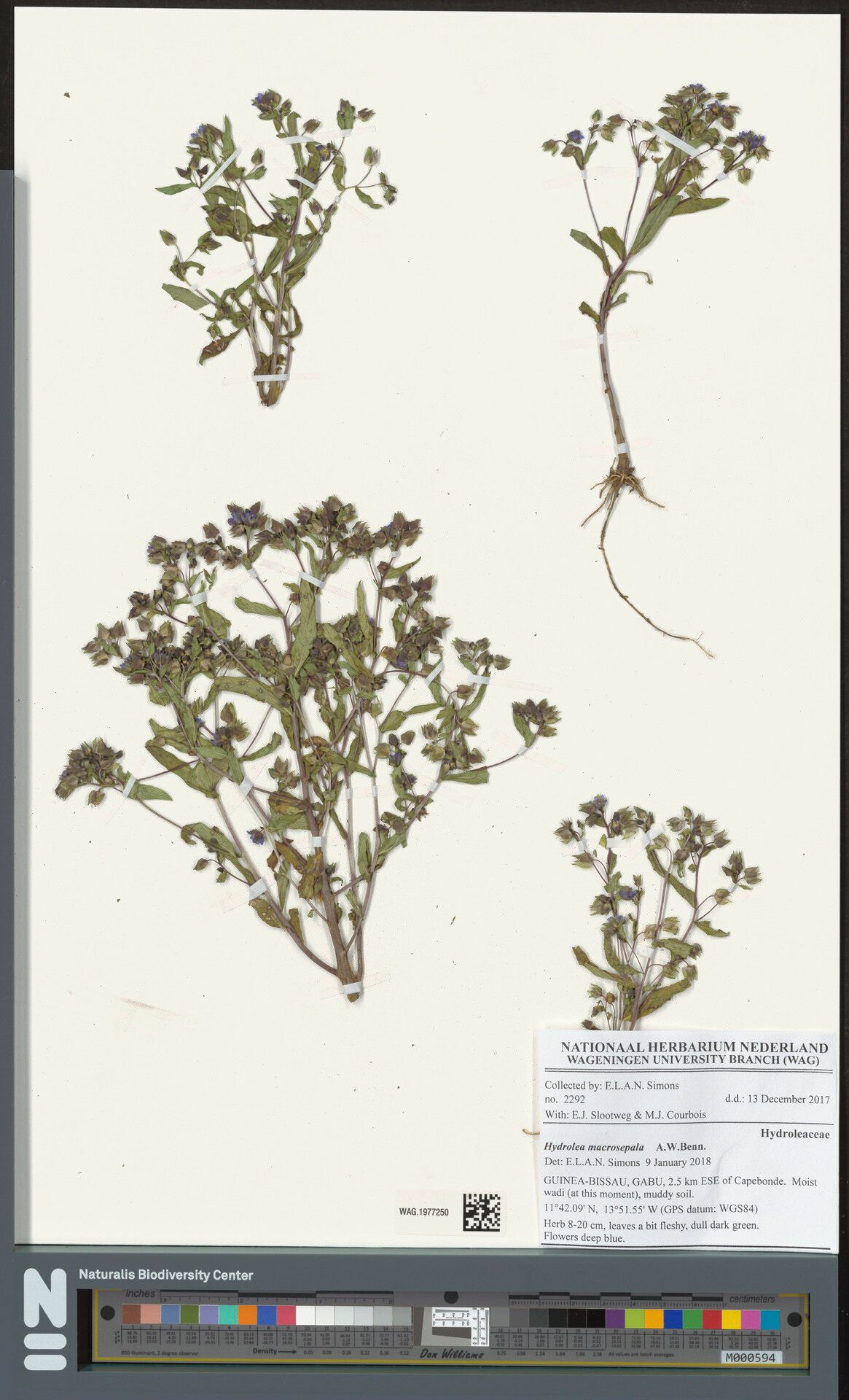 Hydrolea macrosepala — related species from the same genus