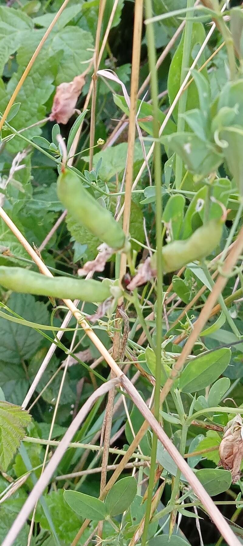 Lathyrus tuberosus fruit