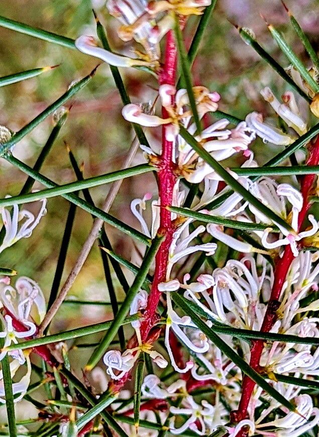 Hakea decurrens — related species from the same genus