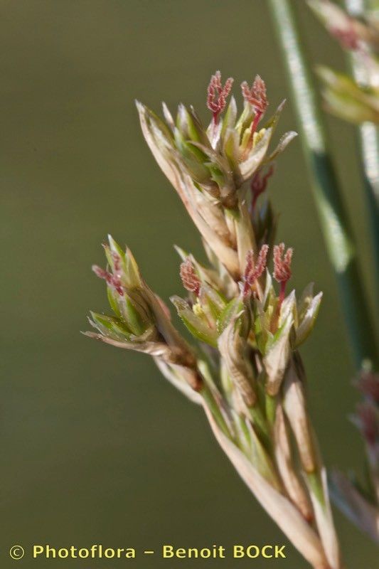 Juncus littoralis fruit