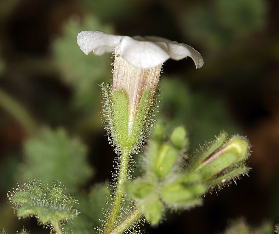 Phacelia perityloides flower