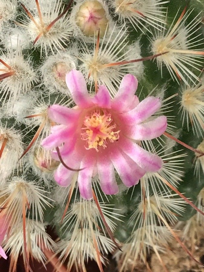 Mammillaria bombycina flower