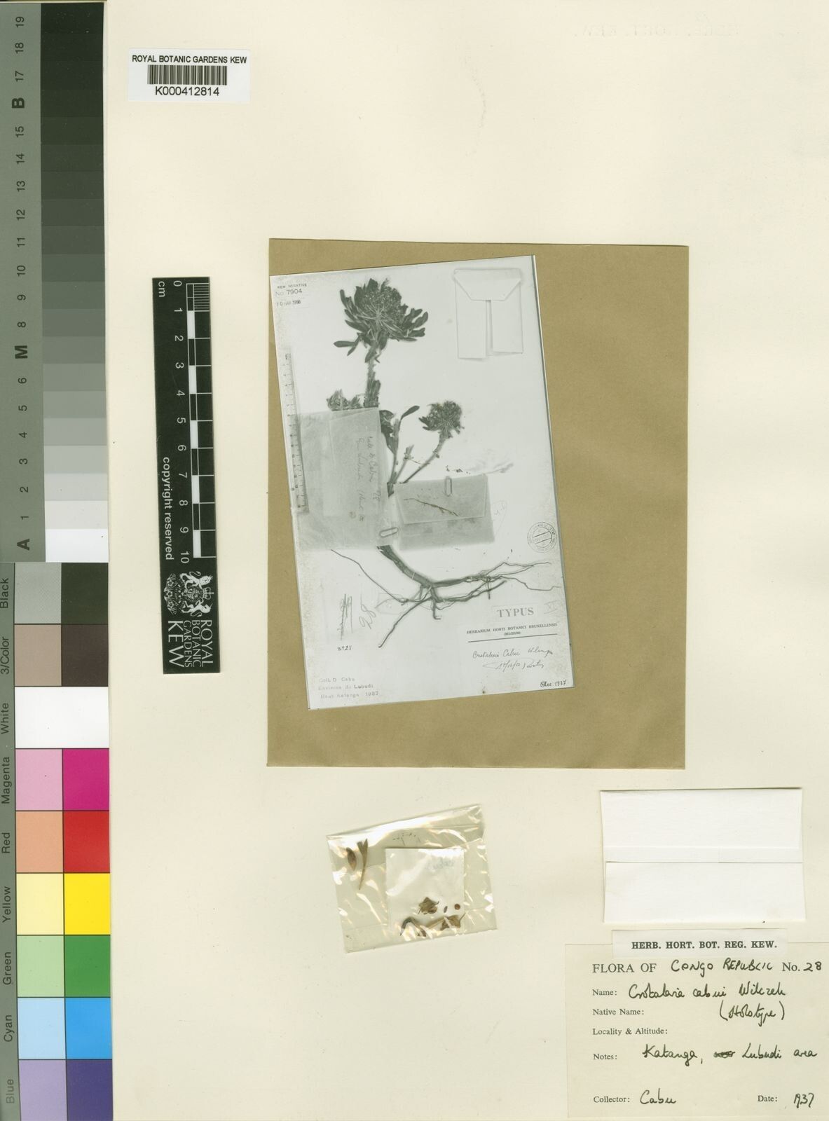 Crotalaria cabui — houseplant care guide