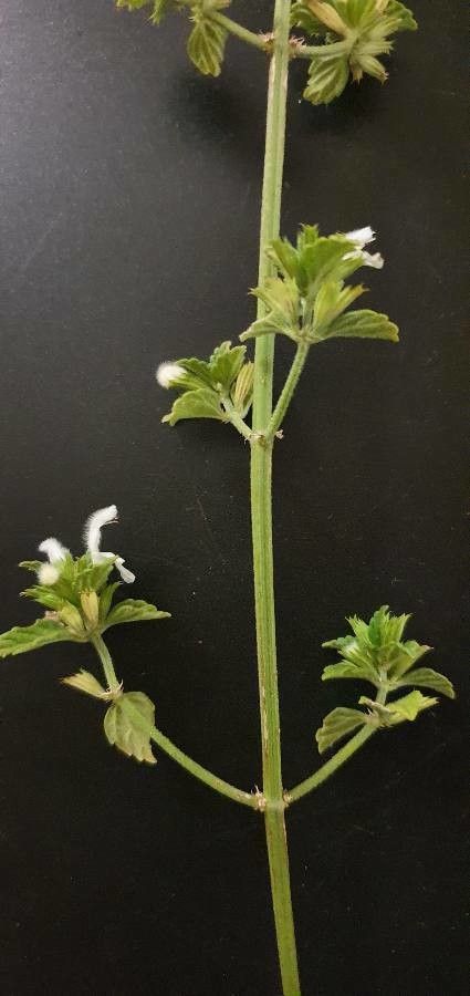 Leucas glabrata bark