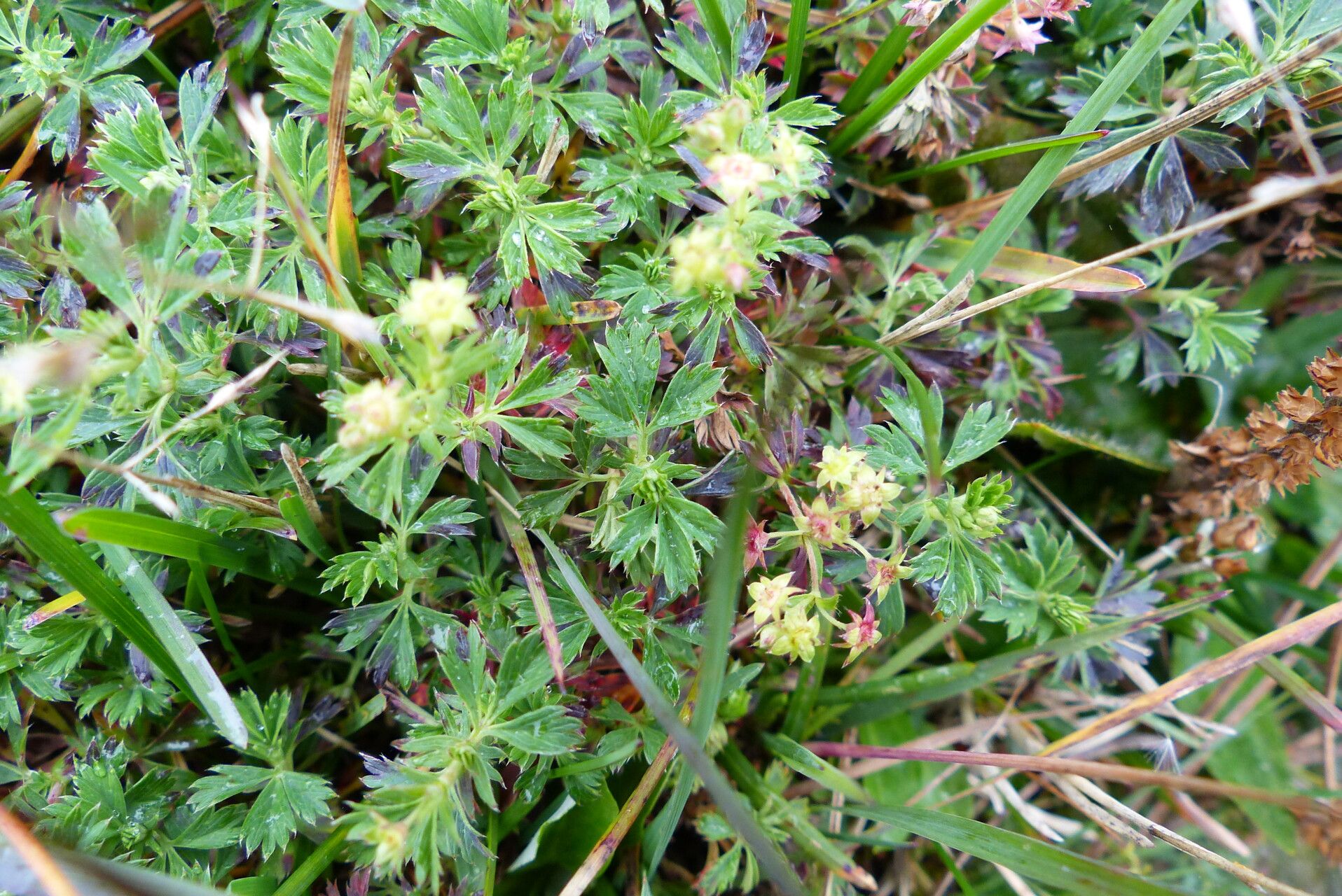 Alchemilla procumbens flower