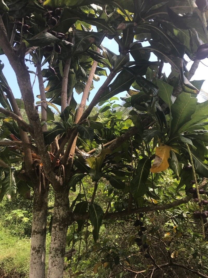 Barringtonia edulis habit