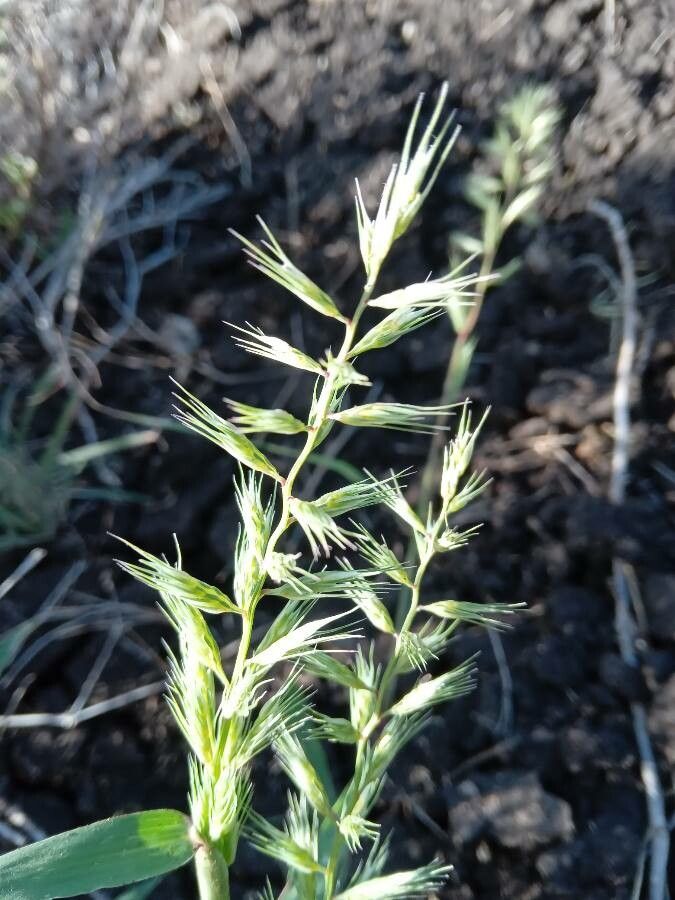 Dinebra retroflexa flower
