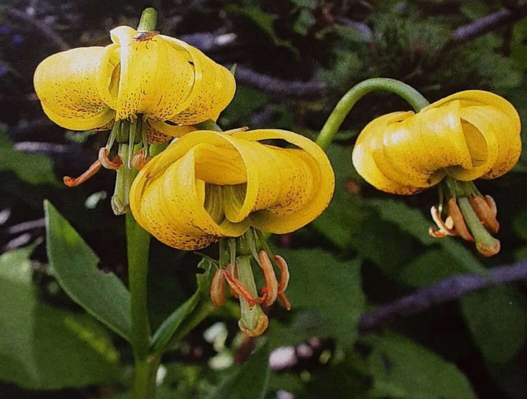 Lilium bosniacum