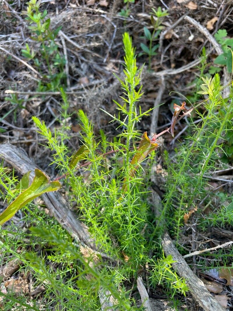 Genista tournefortii — search result for 'Genista'