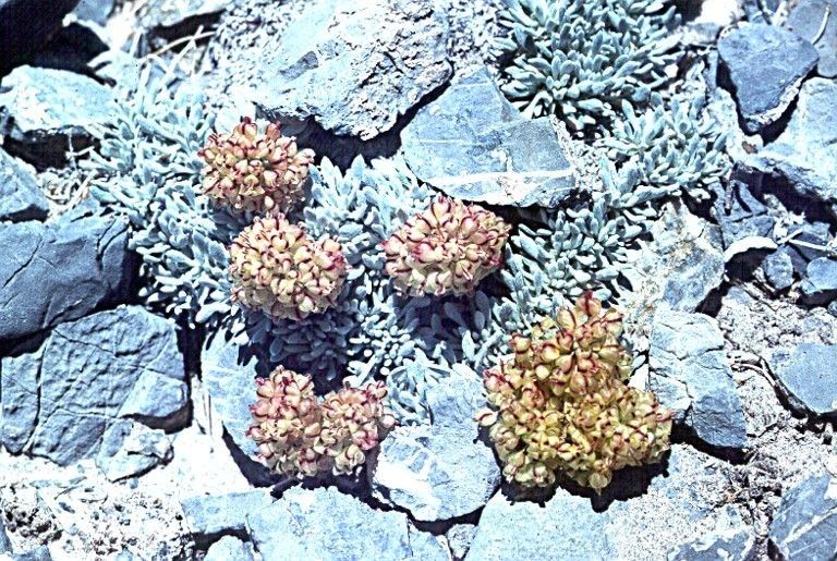Eriogonum gilmanii habit