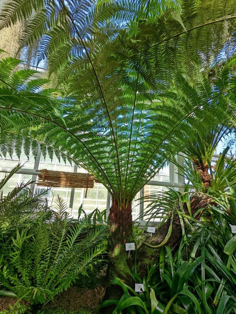 Dicksonia sellowiana habit