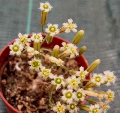 Tylecodon bodleyae habit