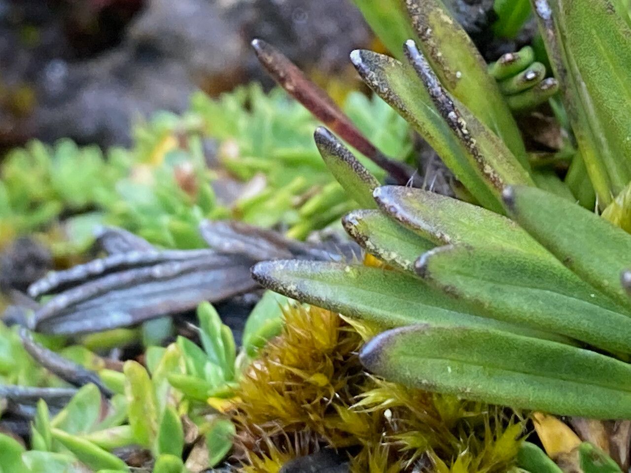 Werneria pumila — houseplant care guide