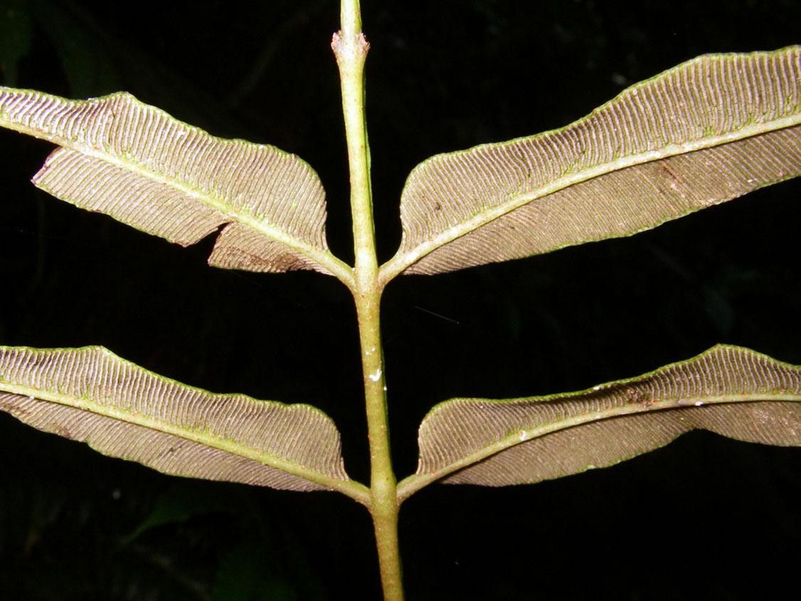 Danaea moritziana leaf