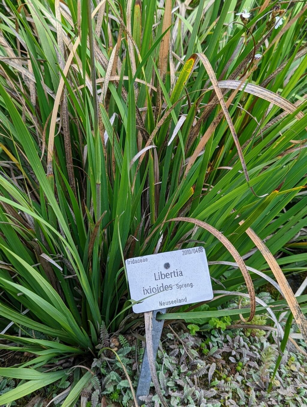 Libertia ixioides other