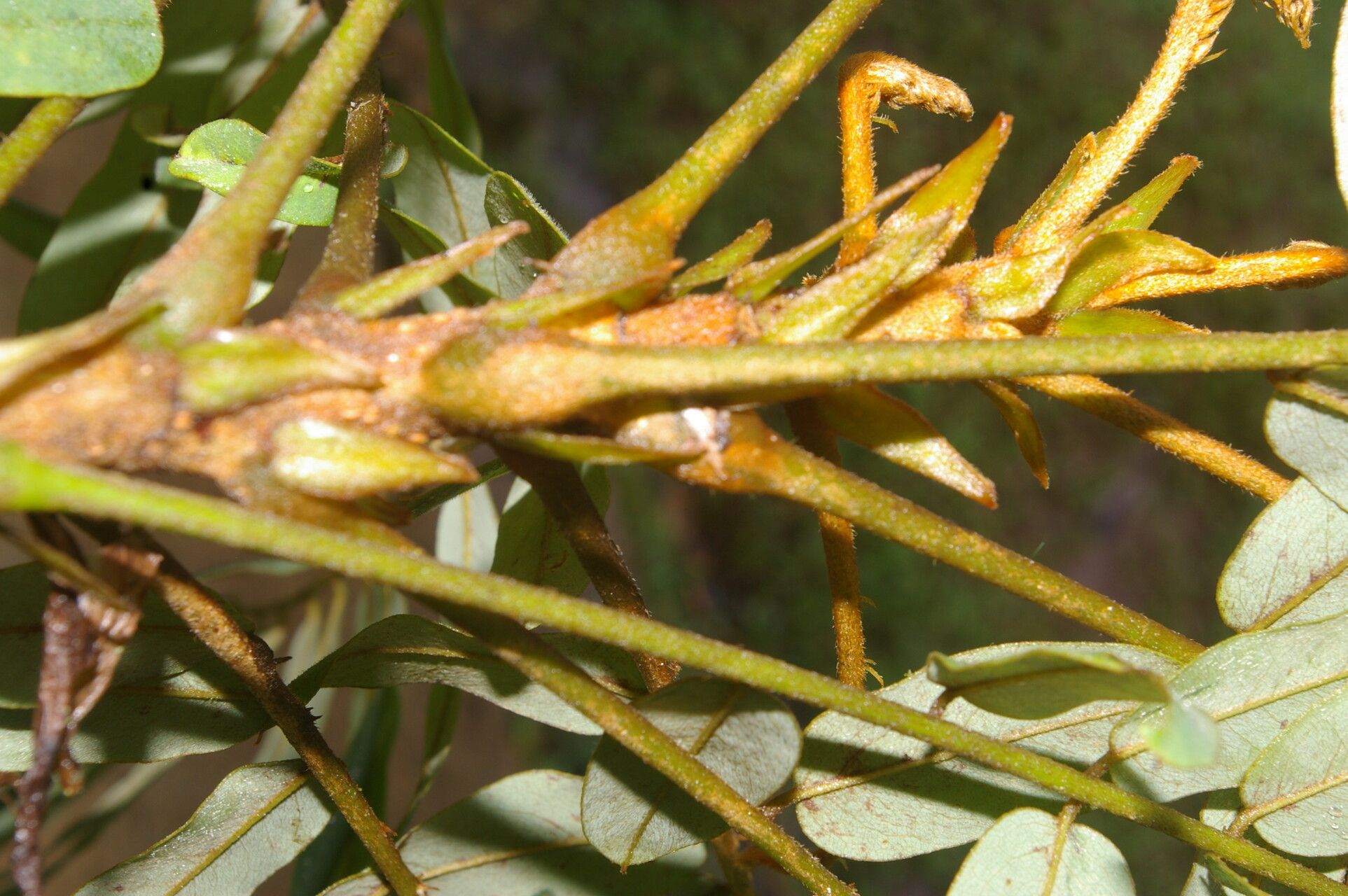 Hymenolobium mesoamericanum bark