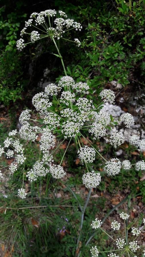 Peucedanum cervaria flower