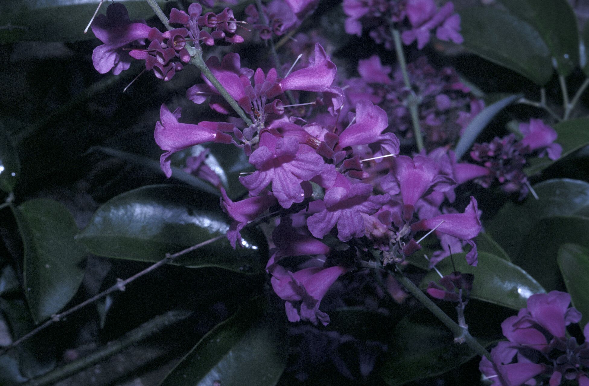 Fridericia candicans flower