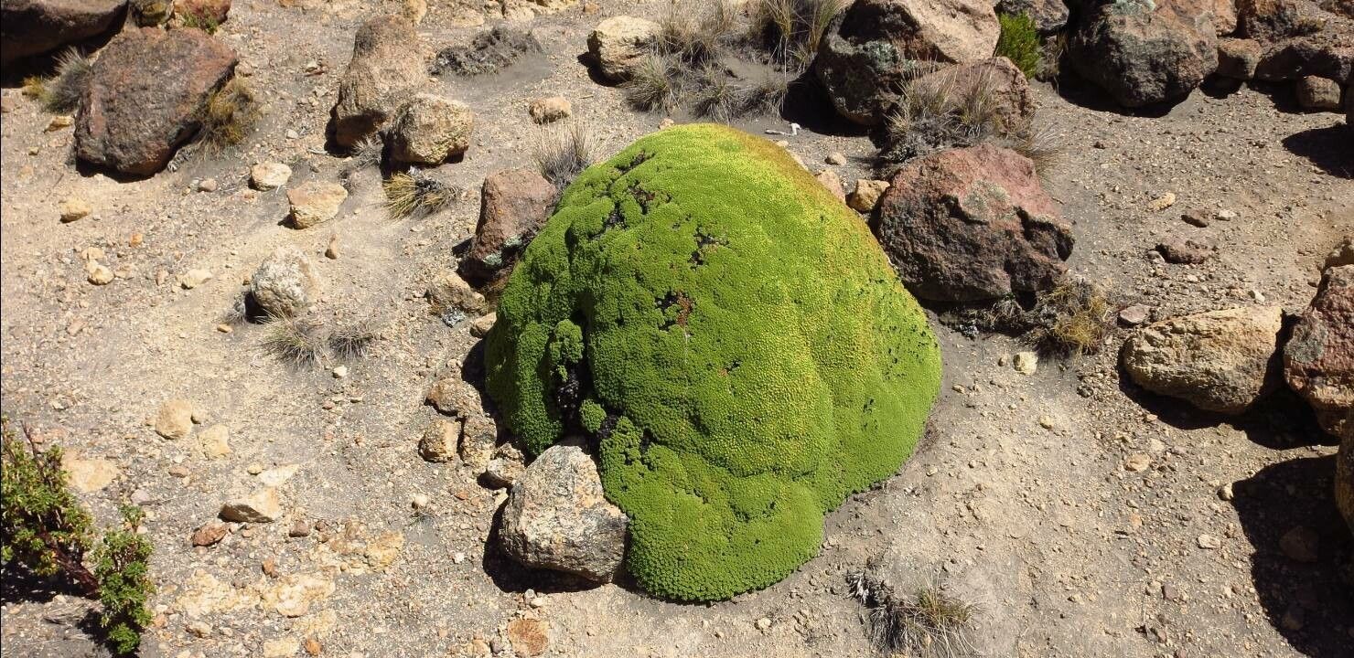 Azorella monantha habit