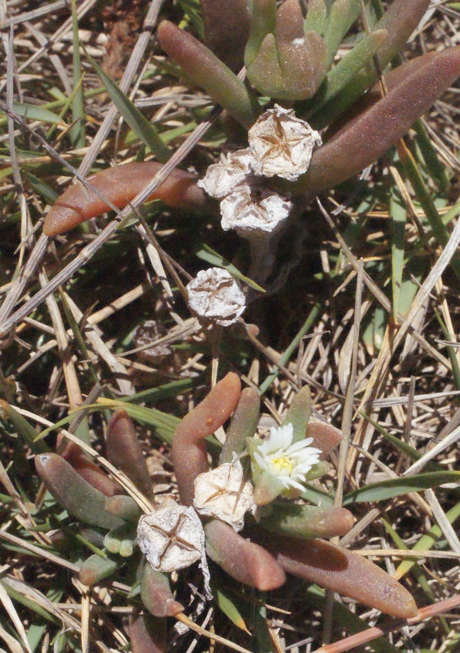 Delosperma napiforme fruit