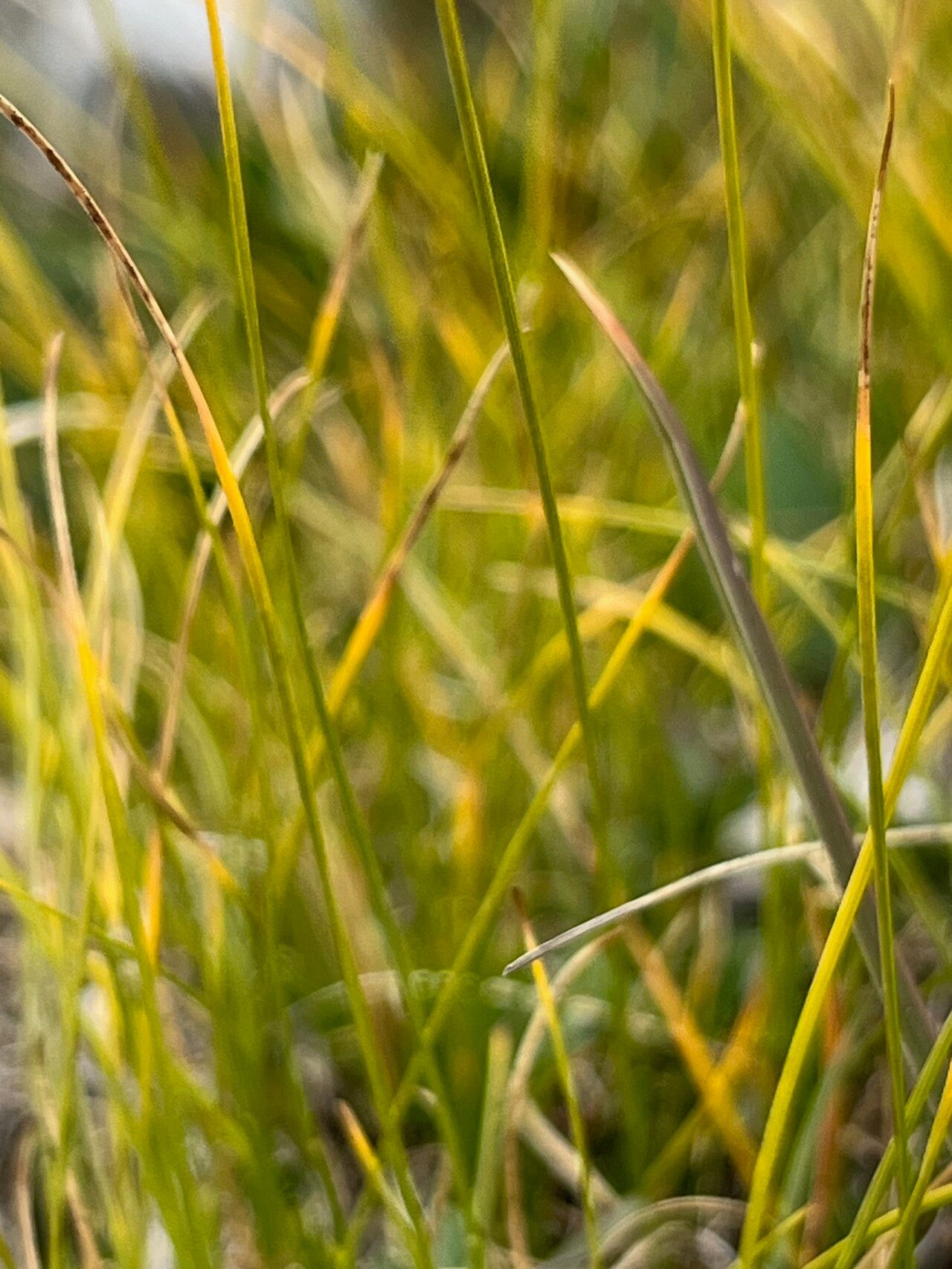 Carex mucronata — search result for 'Switzerland'