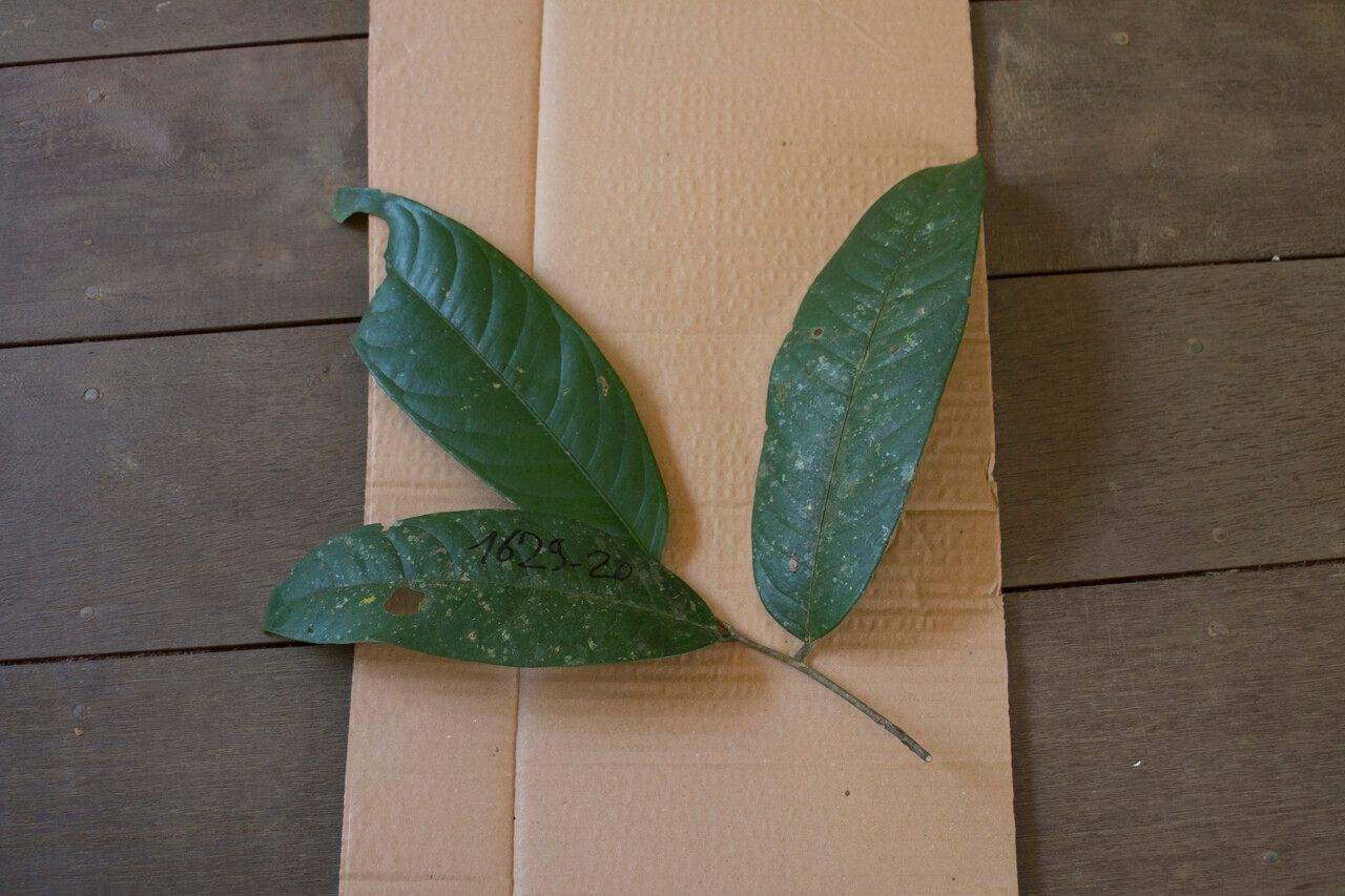 Eschweilera sagotiana — houseplant care guide