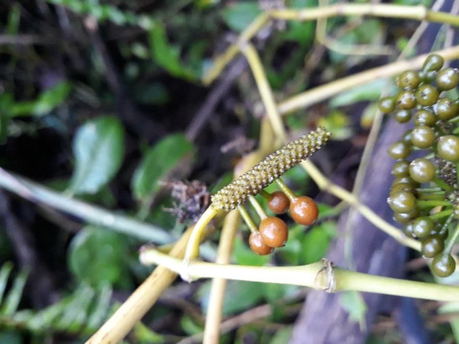 Piper borbonense fruit
