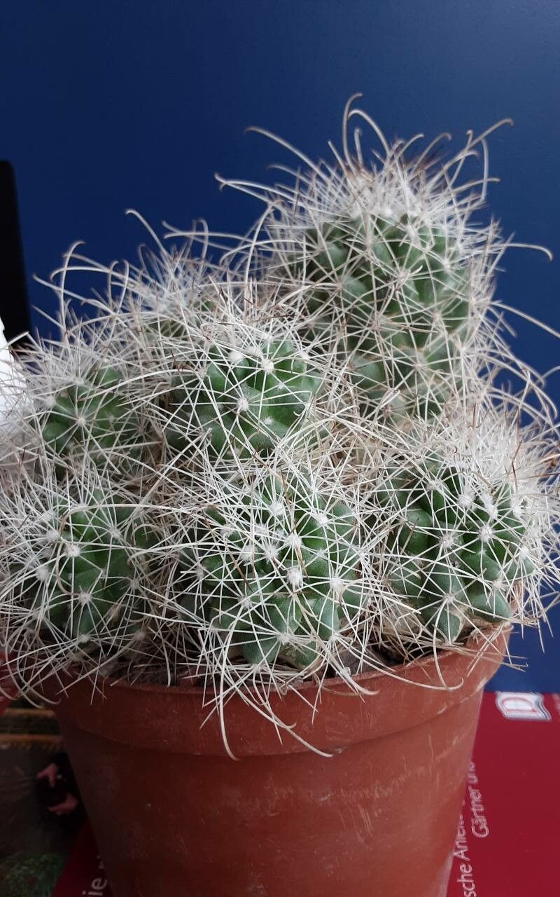 Cochemiea setispina — houseplant care guide