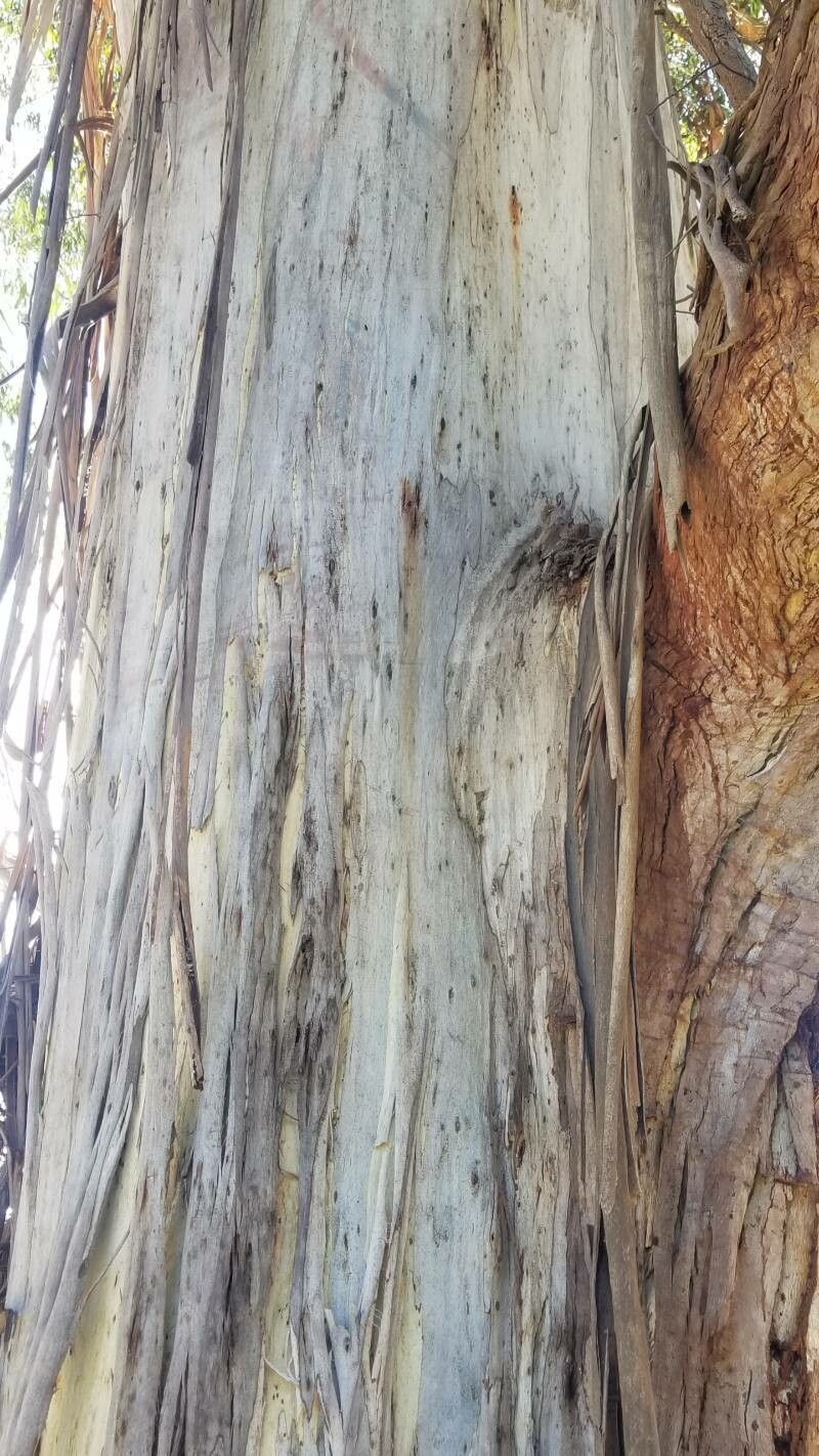 Eucalyptus strzeleckii bark