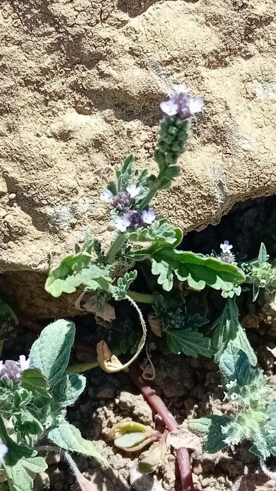 Verbena supina habit