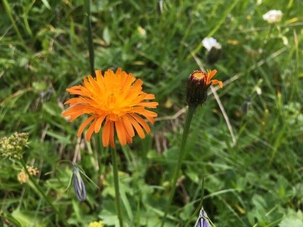 Crepis aurea flower
