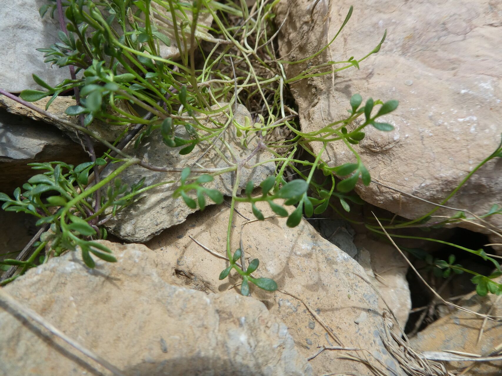 Hornungia alpina leaf