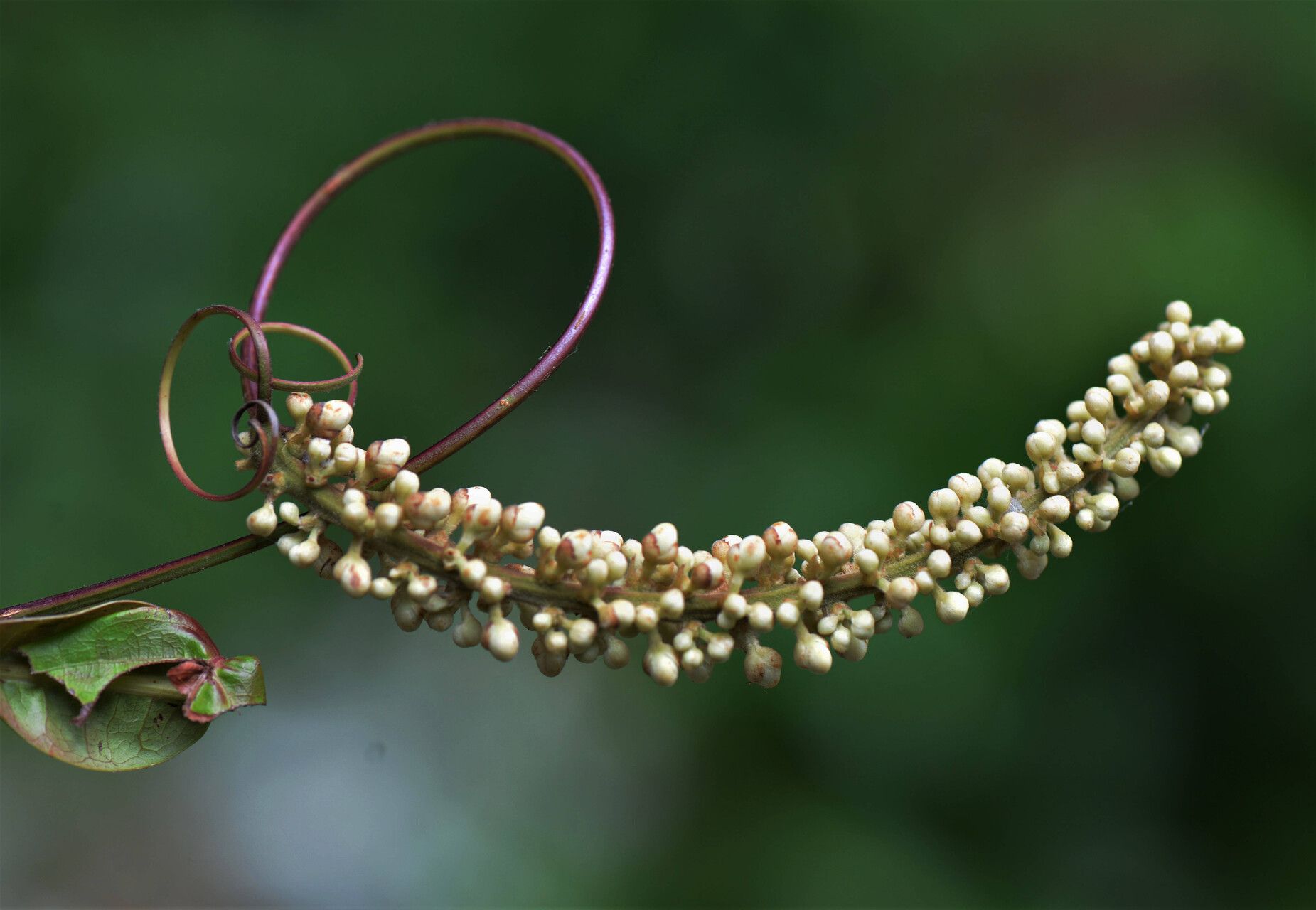 Paullinia imberbis flower