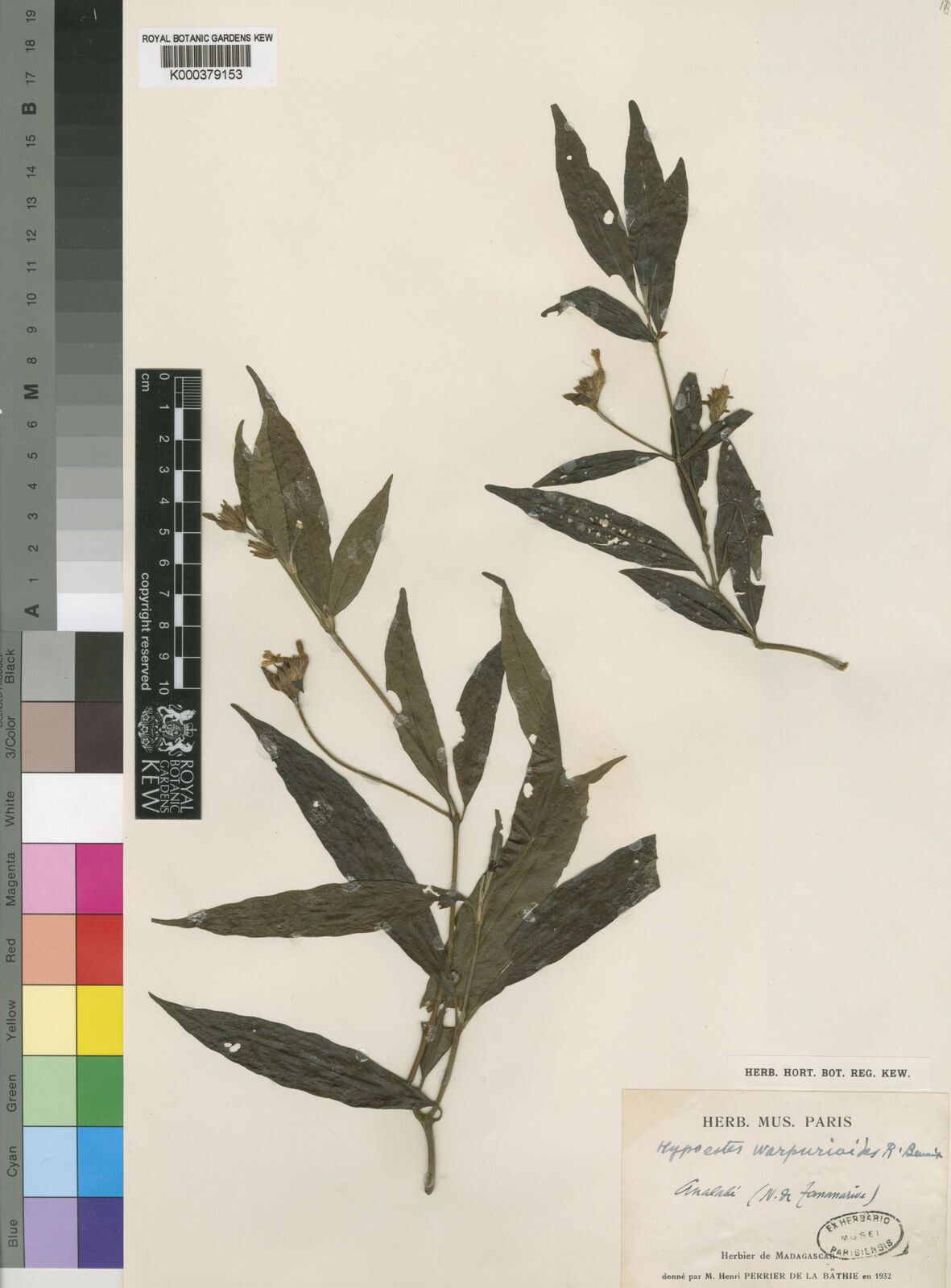 Hypoestes warpurioides — houseplant care guide