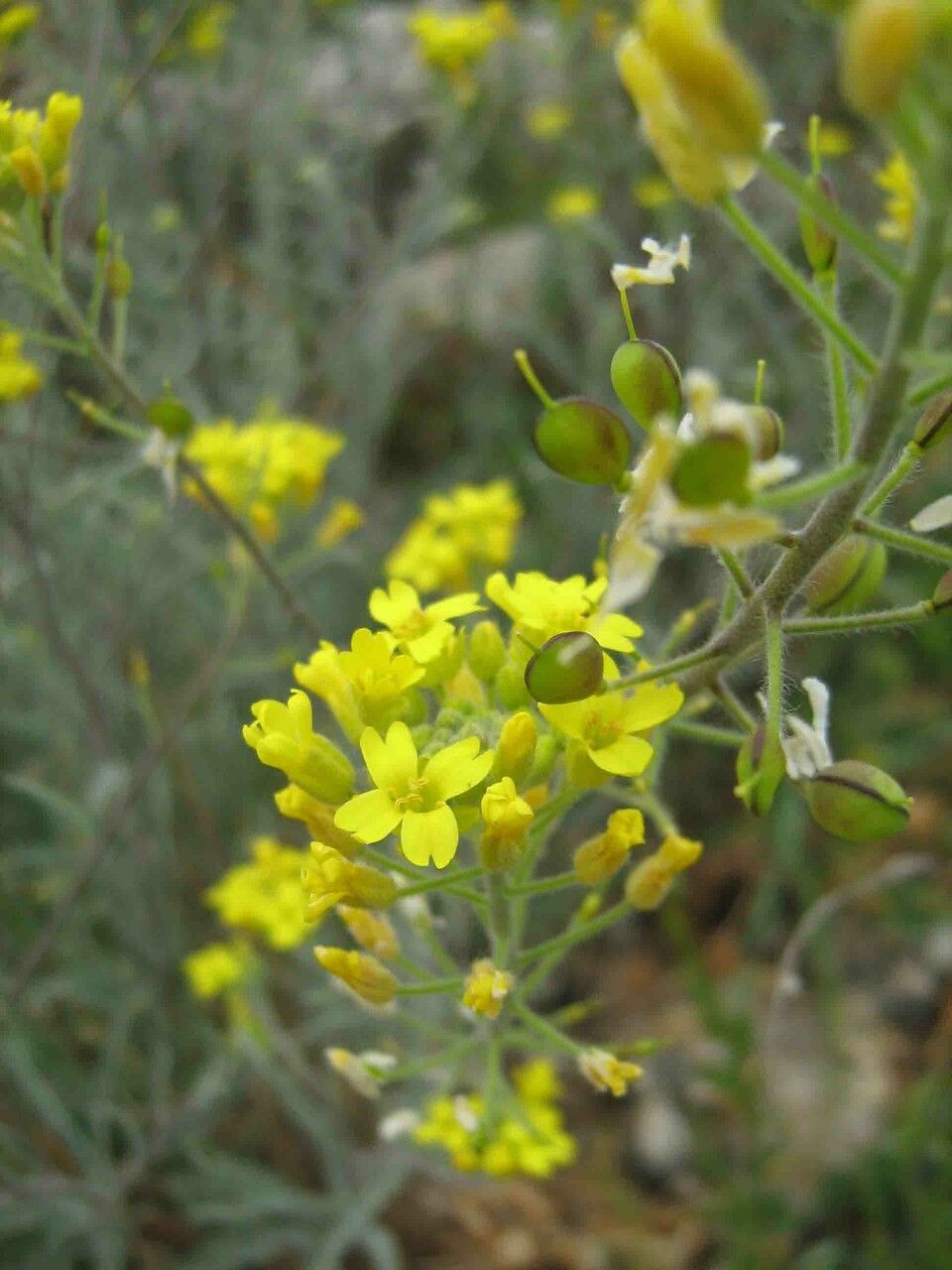 Alyssum montanum flower