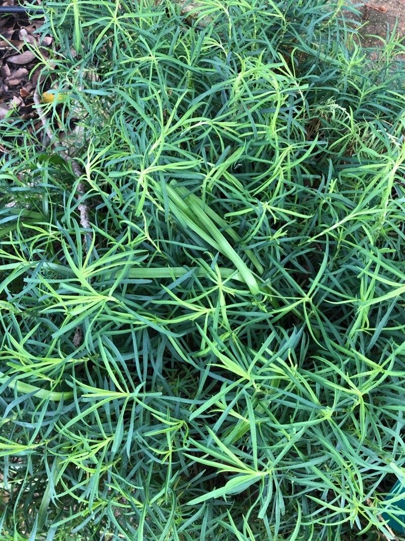 Dianthus rupicola — search result for 'Dianthus'
