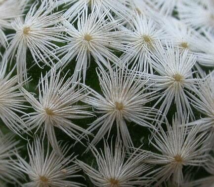 Mammillaria albiflora