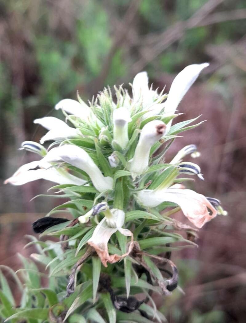 Lobelia hassleri — houseplant care guide