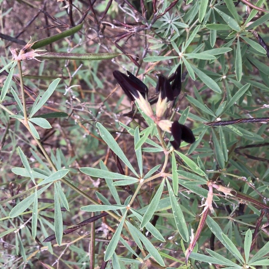Lotus jacobaeus flower