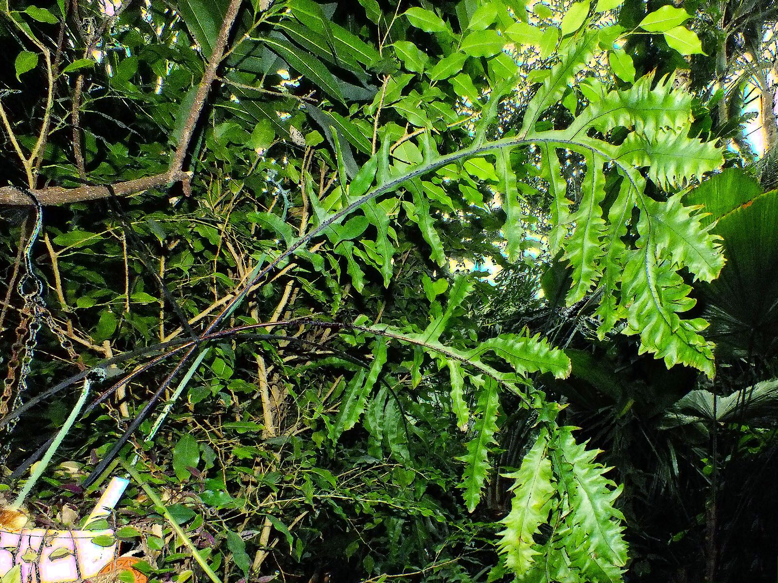 Trichomanes polypodioides habit