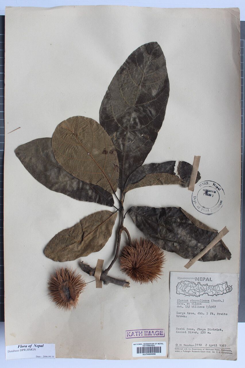 Sloanea sterculiacea other