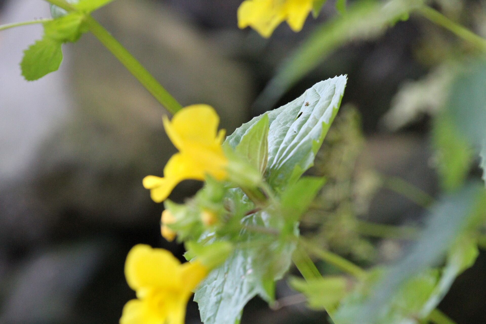 Erythranthe lutea — clay tolerant houseplant