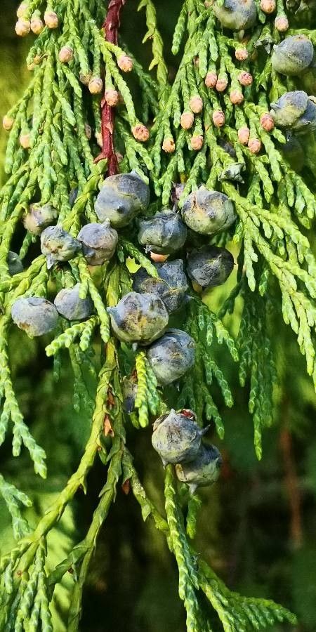 Cupressus nootkatensis fruit