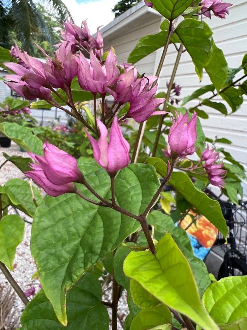 Clerodendrum umbellatum flower