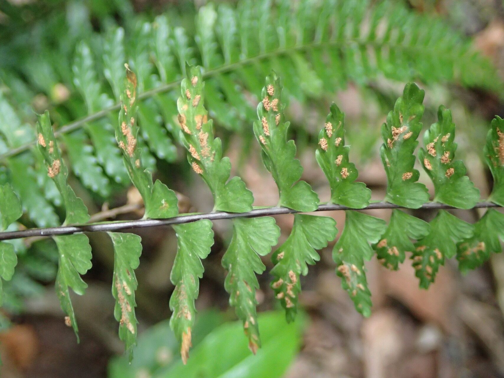 Asplenium erectum leaf
