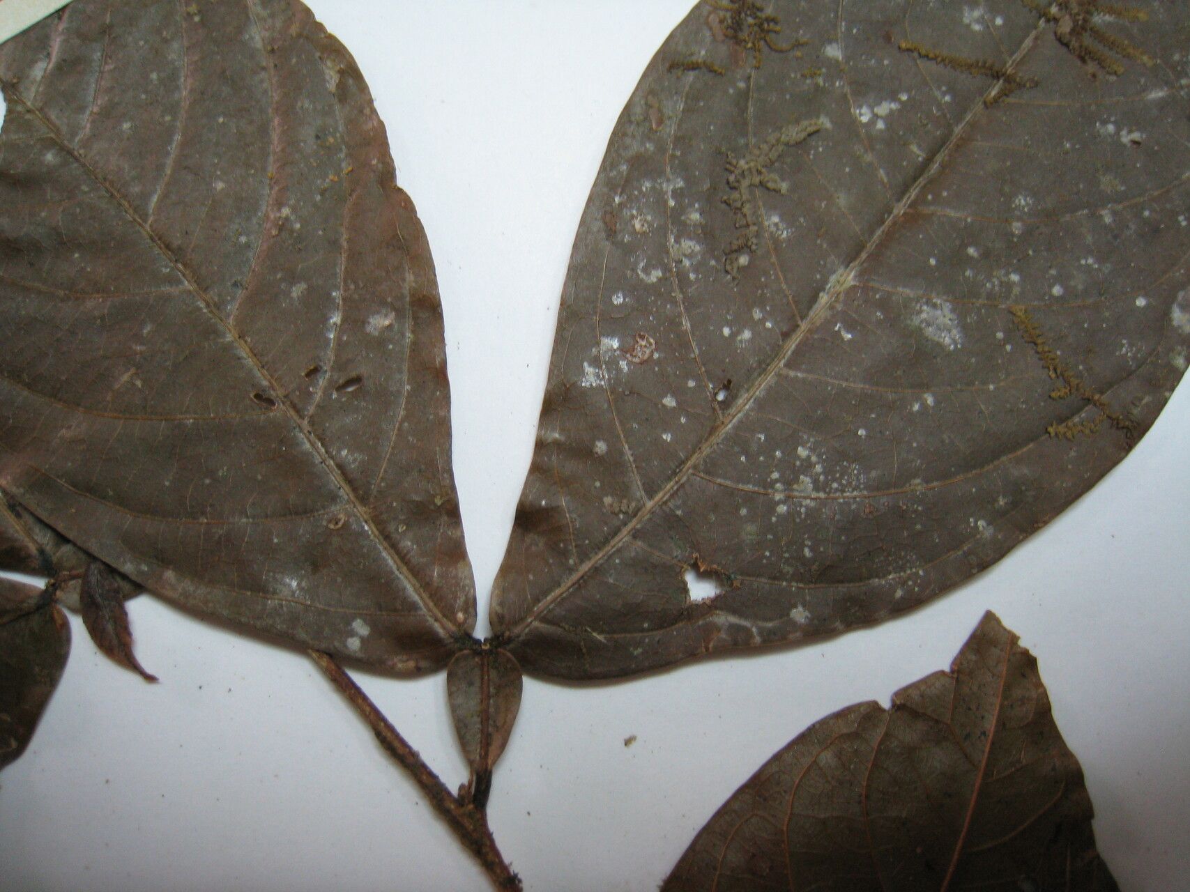 Inga nubium — houseplant care guide