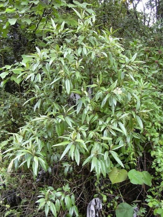 Miconia bicolor habit