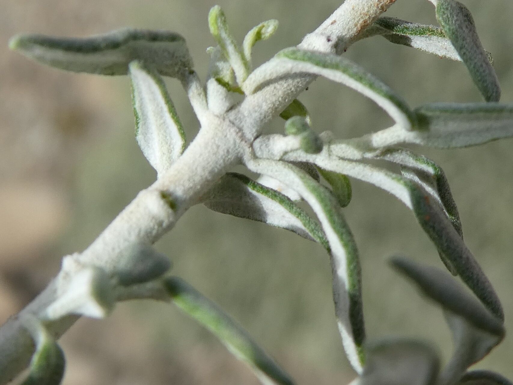 Teucrium subspinosum — search result for 'Teucrium'