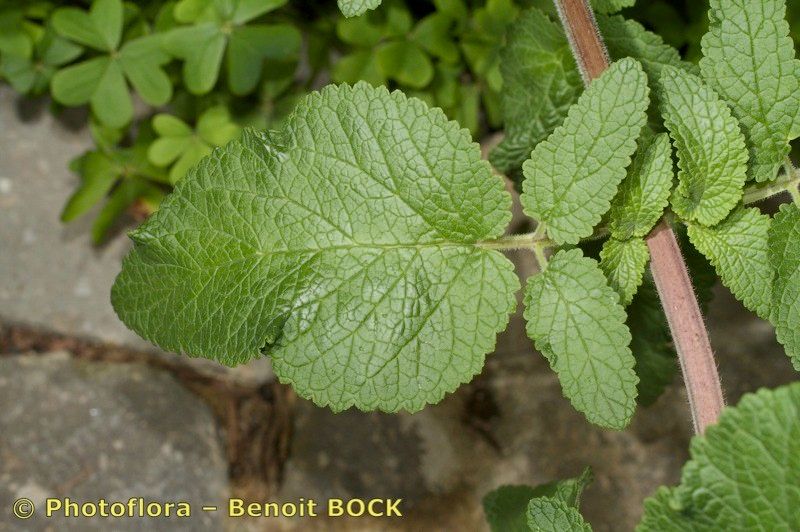 Scrophularia calliantha — search result for 'Scrophularia'